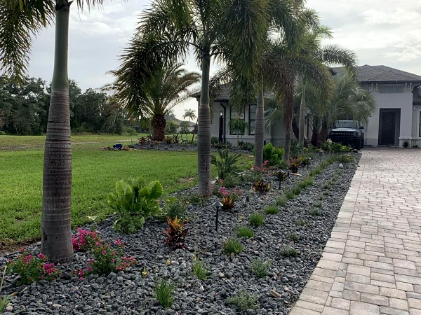 Paver walkway lined with palms and a decorative rock bed