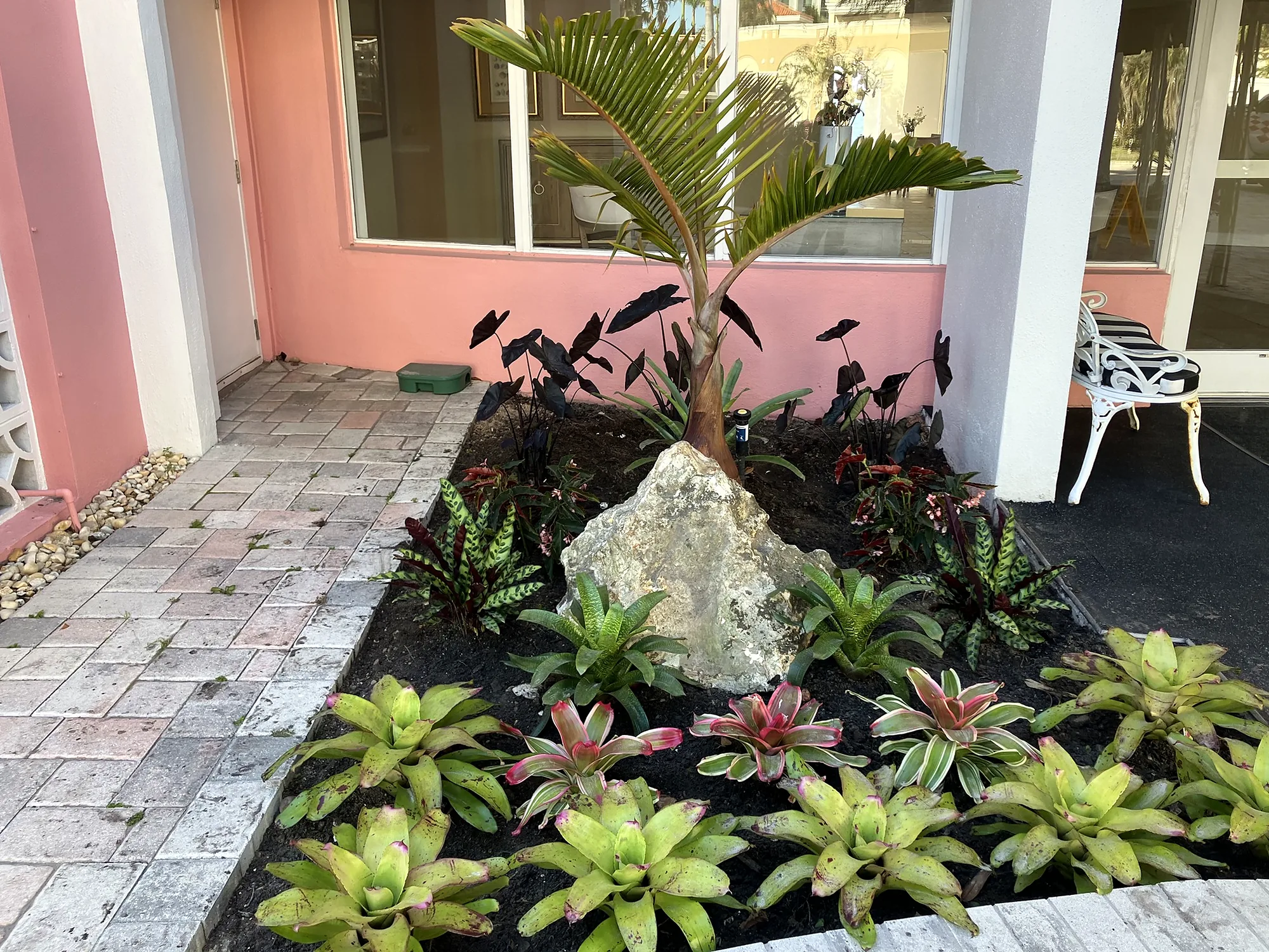 Entry bed with a palm, boulder and bromeliads in black mulch beside a paver walk