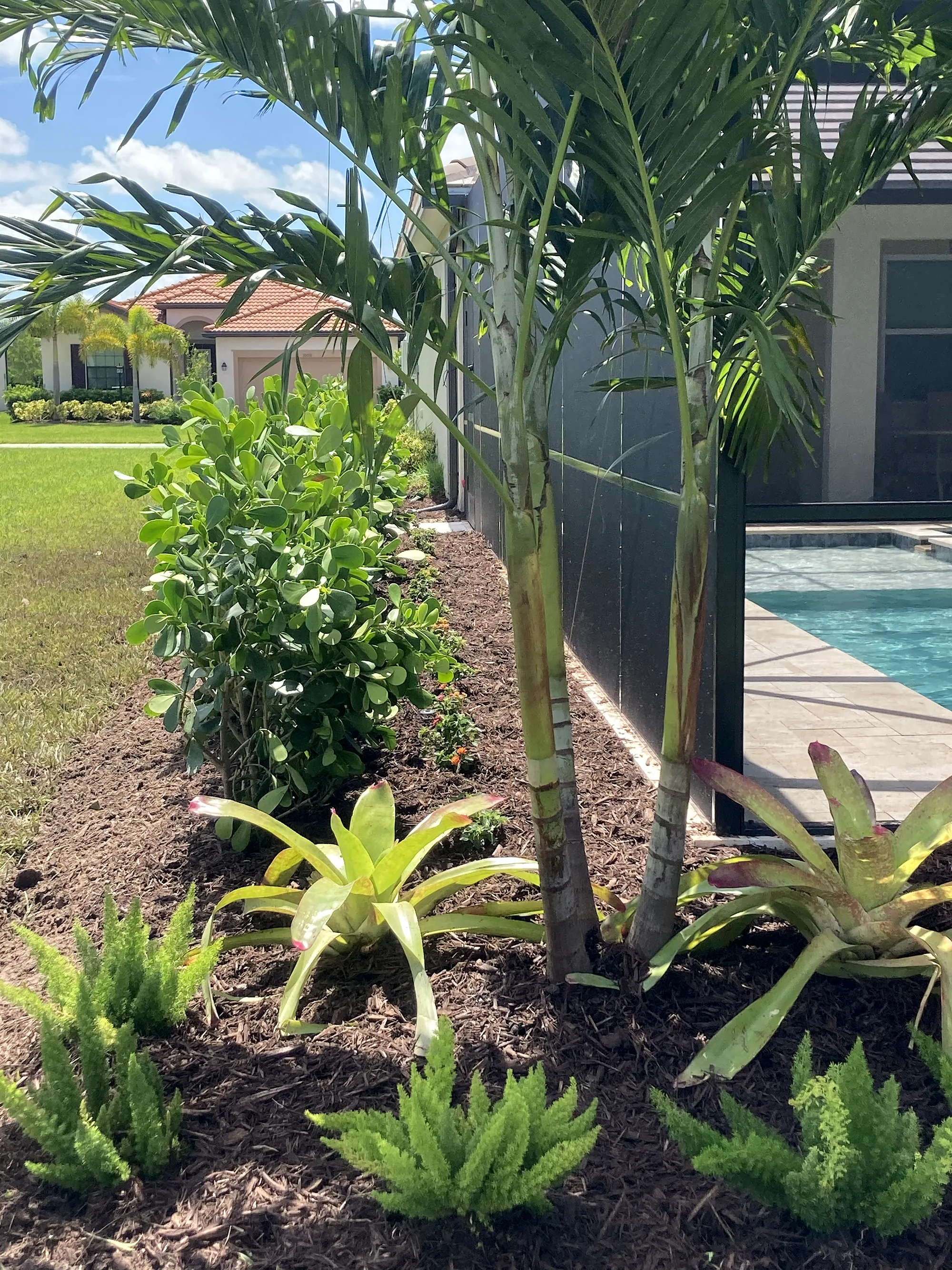 Bromeliads and young palms planted along a pool screen enclosure