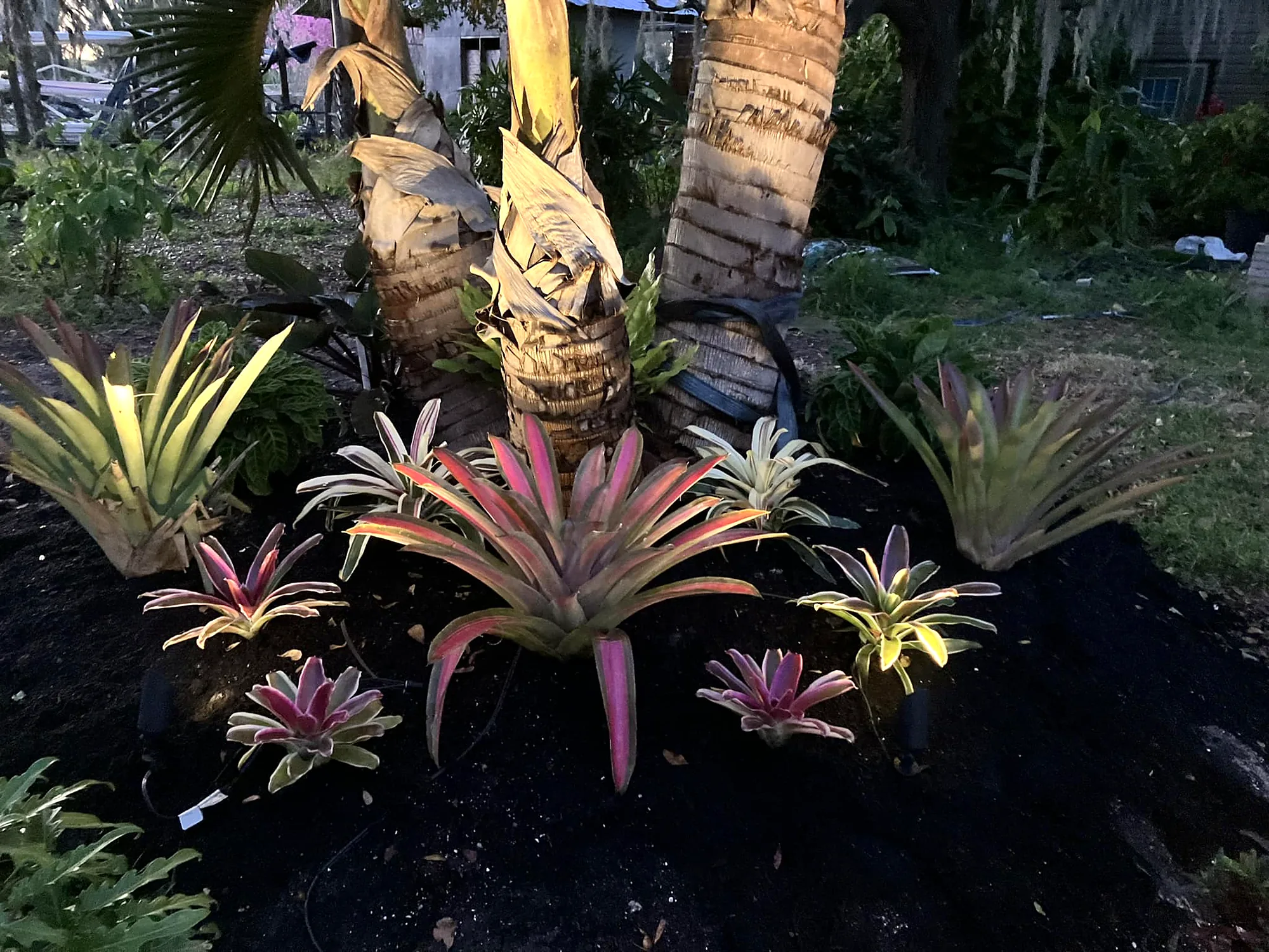 Red and green bromeliads planted beneath palm trunks in dark mulch