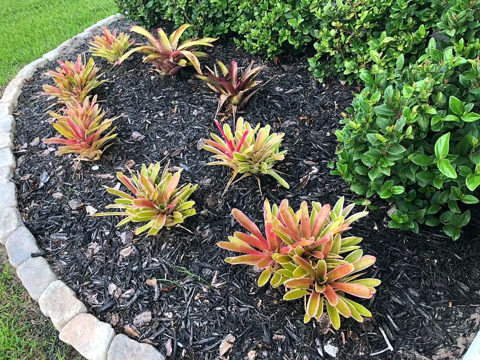 Circular bed of bromeliads edged with stone