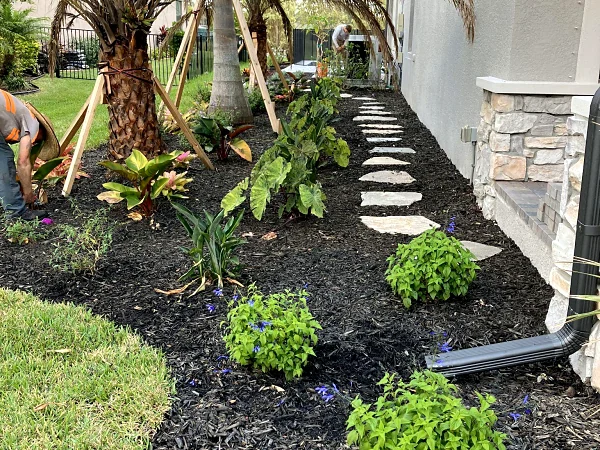 Side-yard bed of palms and tropicals with stepping stones