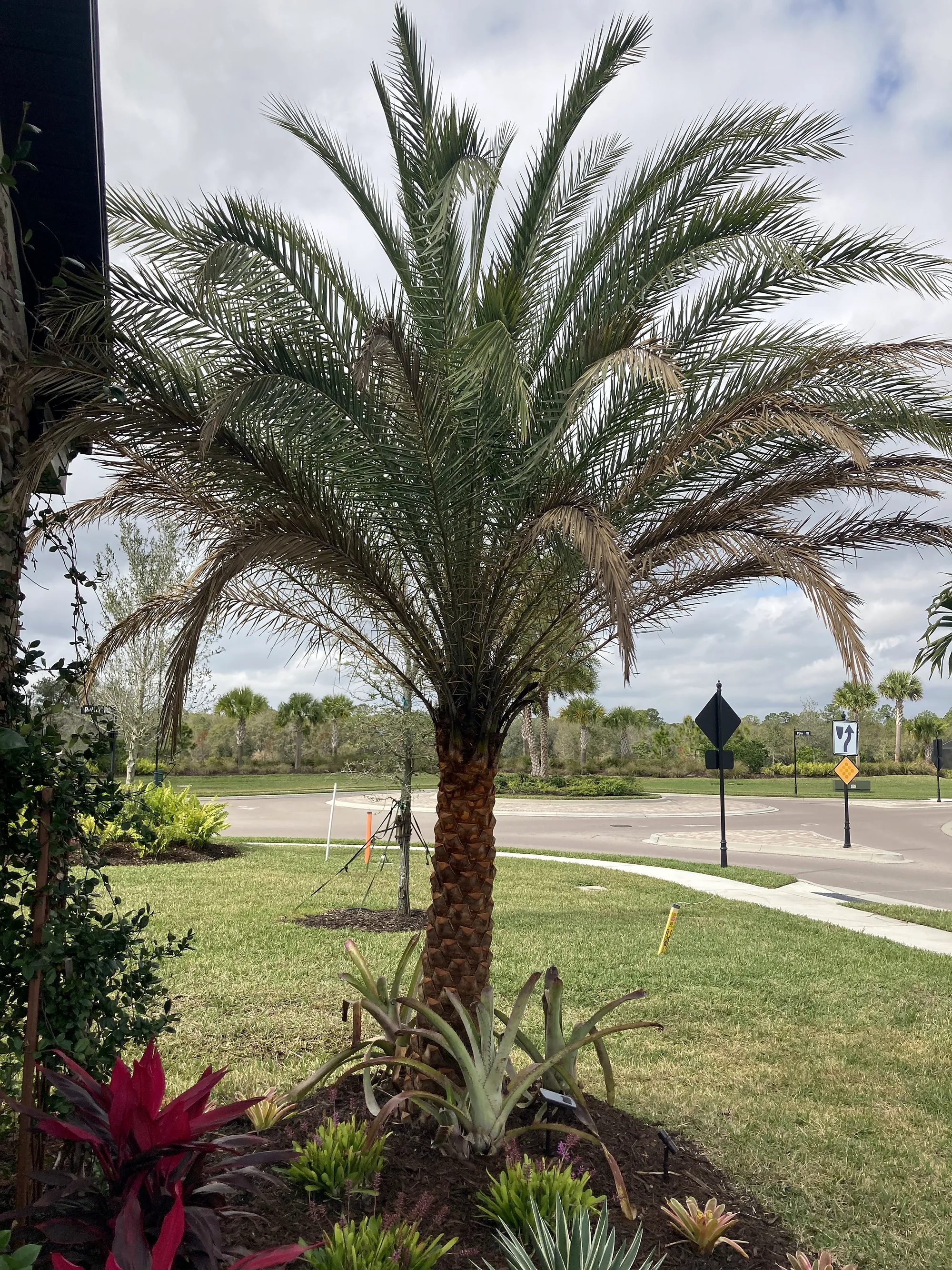 Newly planted date palm beside a sidewalk at a corner lot