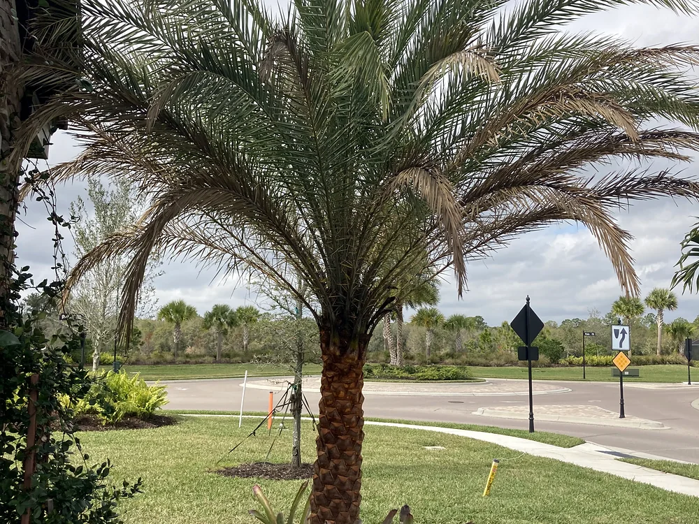 Newly planted date palm beside a sidewalk at a corner lot