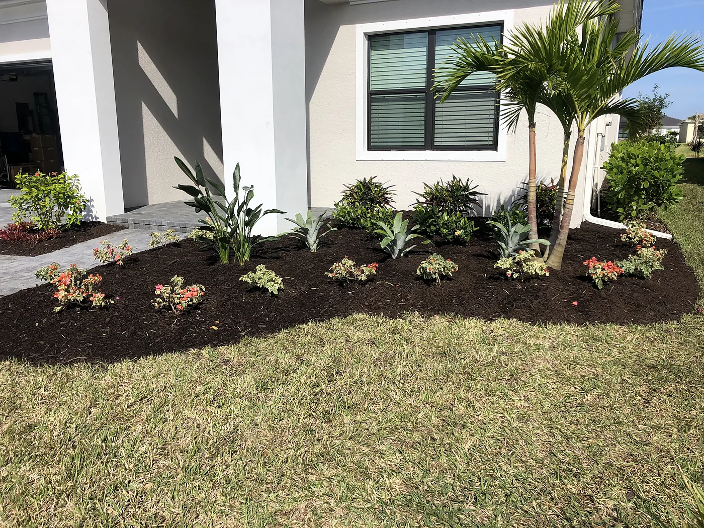 New planting bed with palms, shrubs and fresh mulch along the front of a white home
